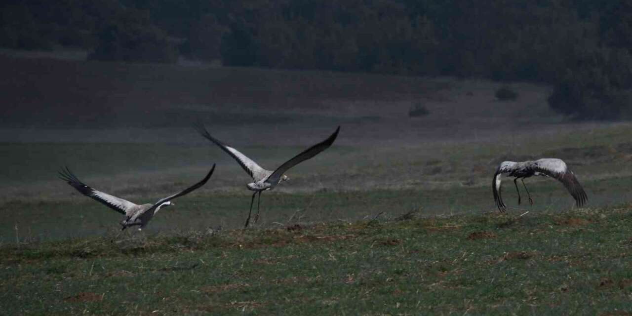 kastamonu’da-gorsel-solen:-turna-ailesi-goc-yolunda-goruntulendi
