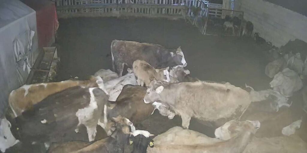 ankara’daki-bir-koyde-ciftlige-giren-kurt-surusu-hayvanlari-telef-etti