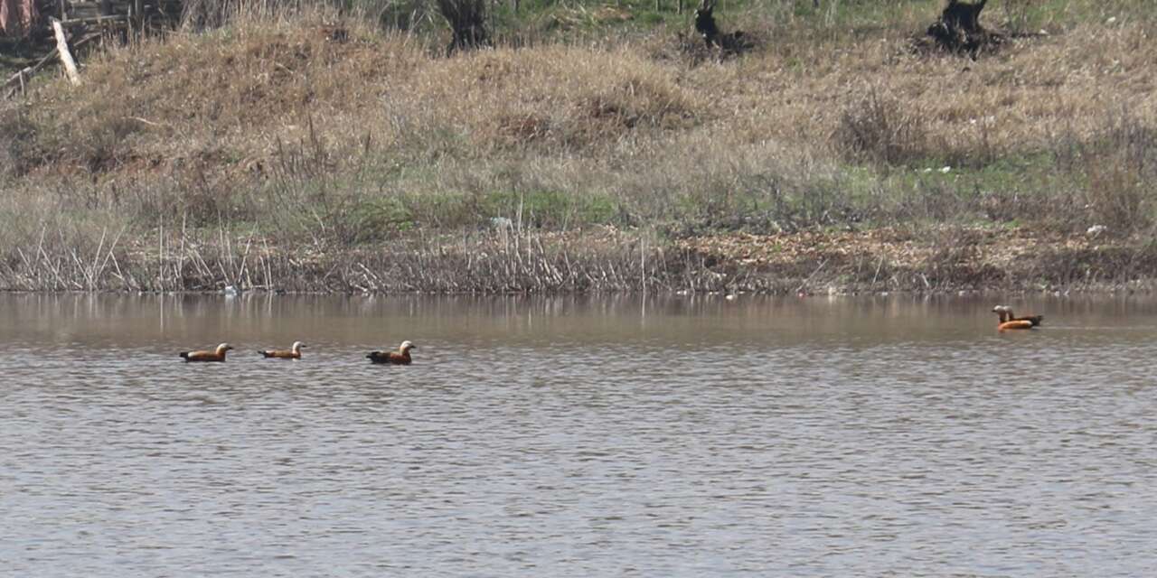 kizilca-goleti-yeniden-doldu