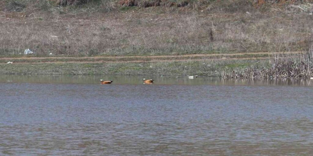 agustos-ayinda-kurumaya-baslayan-kizilca-goleti-yeniden-doldu