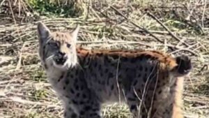 Ormanın hayaleti çığlık atarken görüntülendi