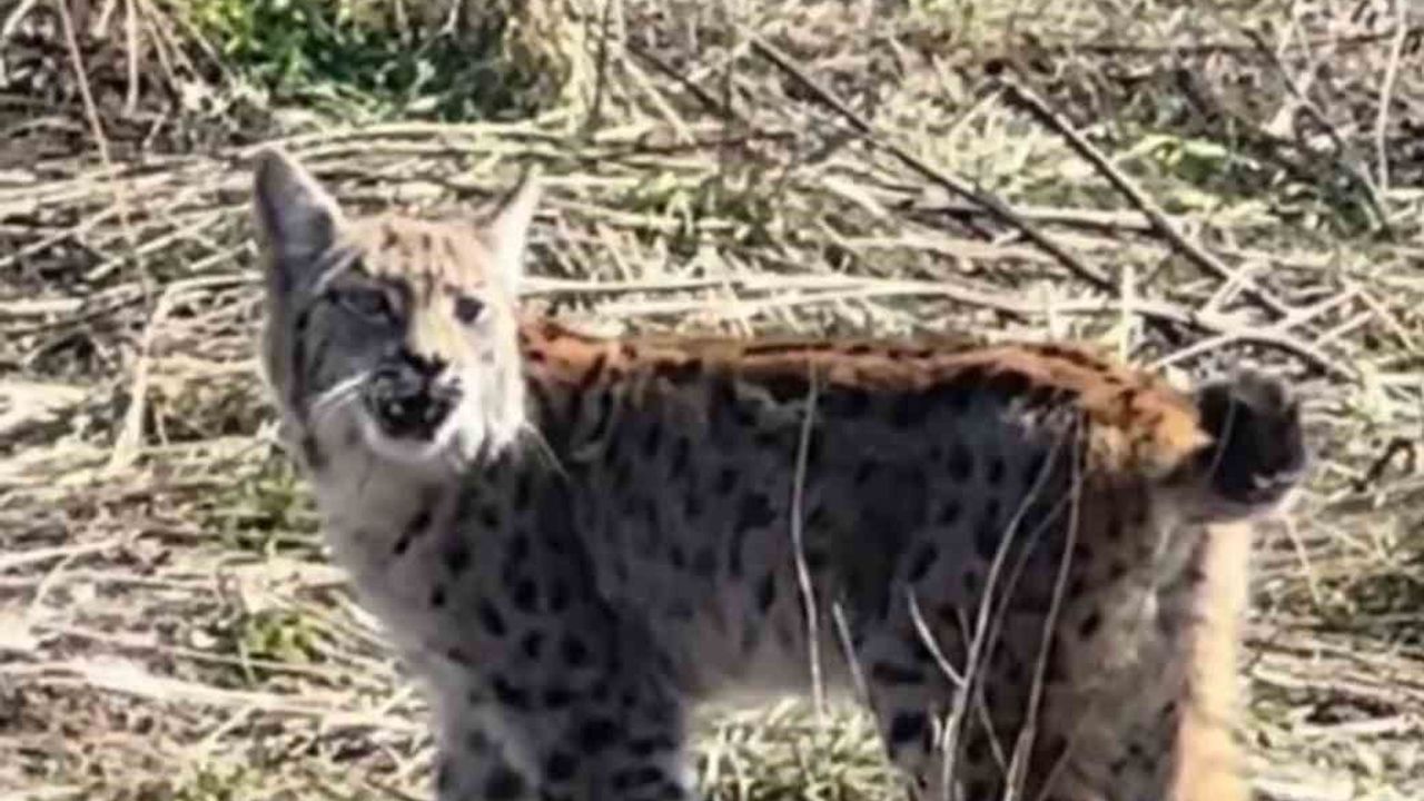 ormanin-hayaleti-ciglik-atarken-goruntulendi