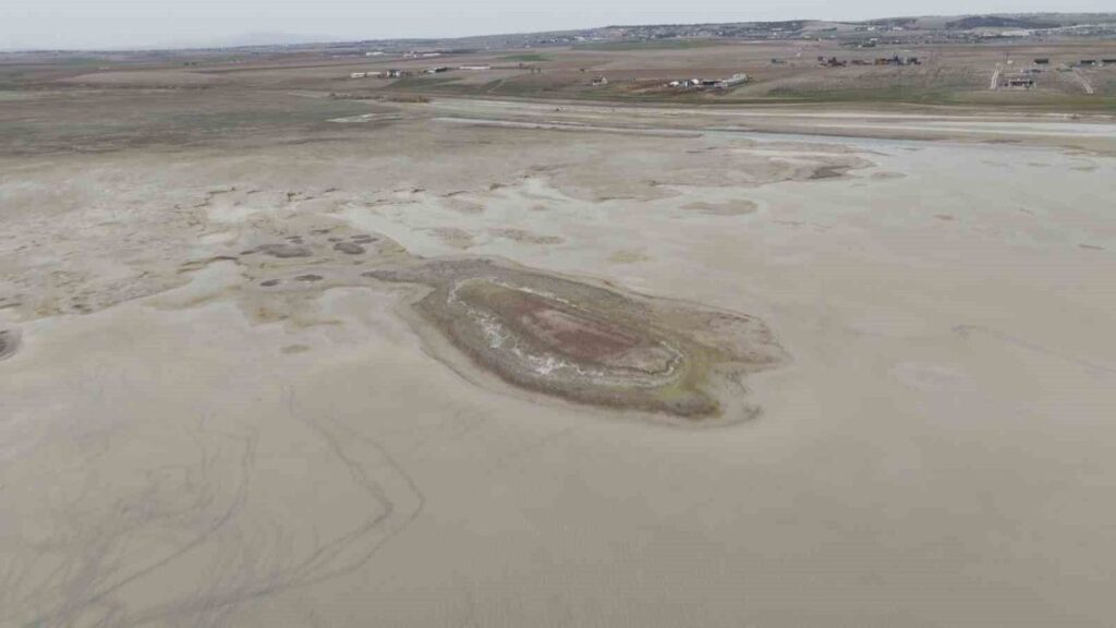 alli-turnalarin-yuvasi-yok-oluyor