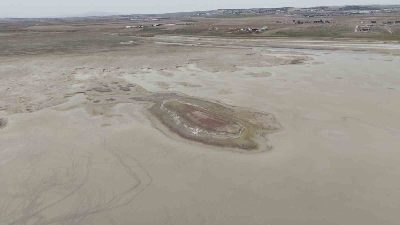 alli-turnalarin-yuvasi-yok-oluyor