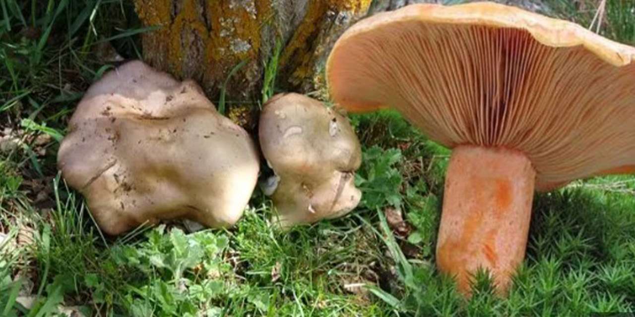 kirikkale’de-‘sessiz-tehlike’-alarmi!