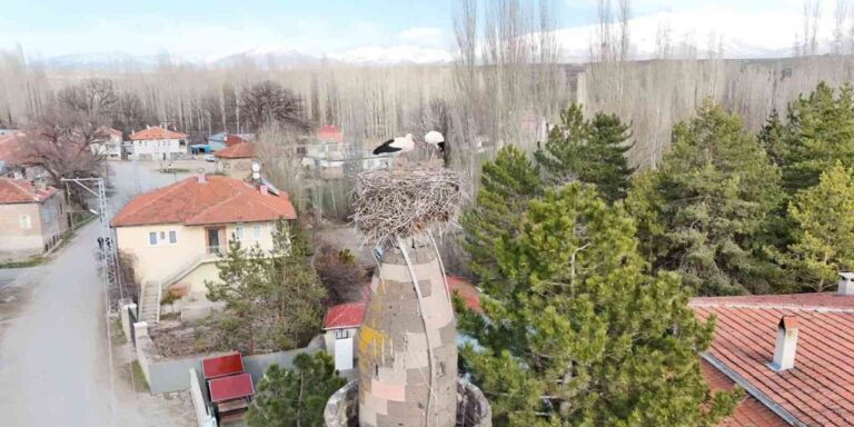 Şıhbarak mahallesinde baharın müjdecisi leylekler yuvalarına döndü