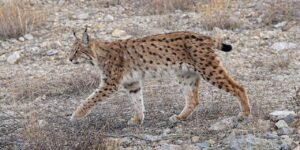 iucn-kirmizi-listesinde-yer-alan-hayalet-kirikkale’de-goruntulendi