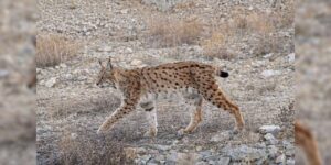 ‘ormanin-hayaleti’-en-net-haliyle-goruntulendi