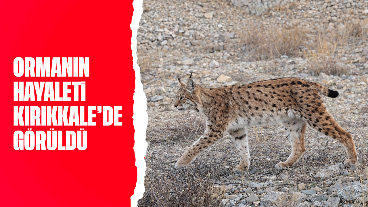 iucn-kirmizi-listesinde-yer-aliyor:-‘ormanin-hayaleti’-en-net-haliyle-goruntulendi