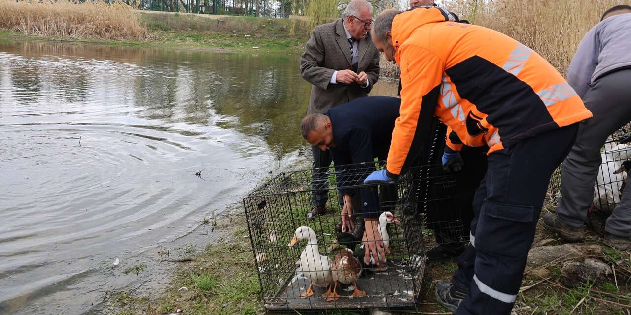 millet-bahcesi-goletine-100-ordek-birakildi
