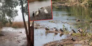 kizilirmak’in-en-fotojenik-misafirleri-geri-dondu