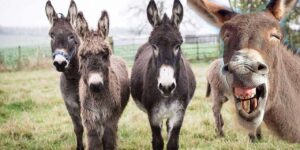 kirikkale-sokaklarinda-“esek”-bilmecesi