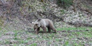 kis-uykusundan-uyanan-ayilar,-ormanlik-alanda-beslenirken-goruntulendi