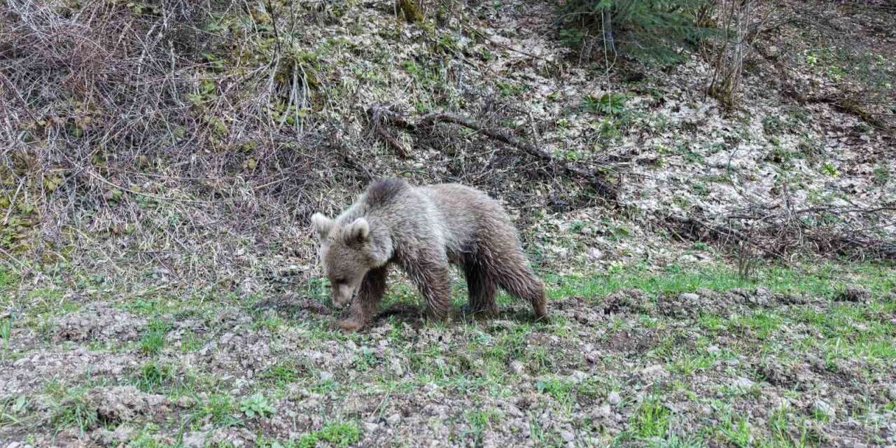 kis-uykusundan-uyanan-ayilar,-ormanlik-alanda-beslenirken-goruntulendi