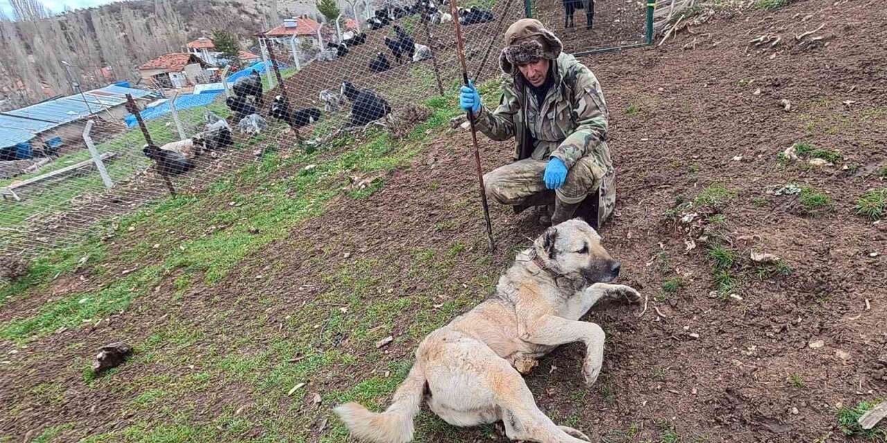surunun-muhafizi-coban-kopekleri,-cobanlara-can-dostu-oluyor