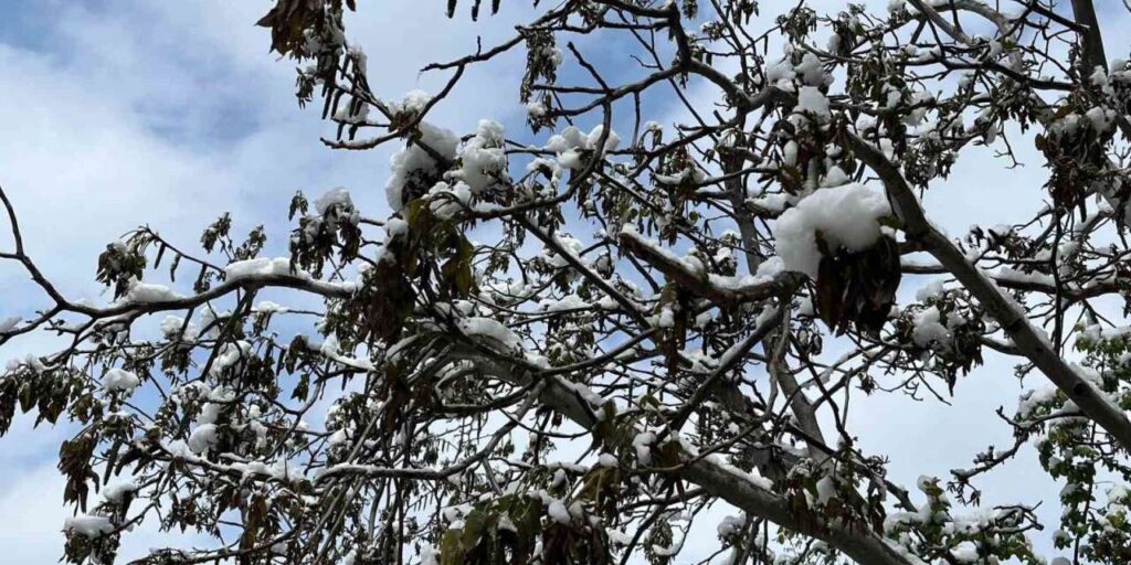 corum-icin-zirai-don-uyarisi