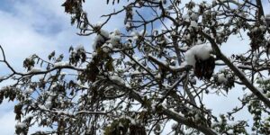 corum-icin-zirai-don-uyarisi