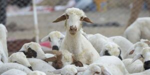 kirikkale’de-buyukbas-hayvancilik-icin-kritik-gorusme