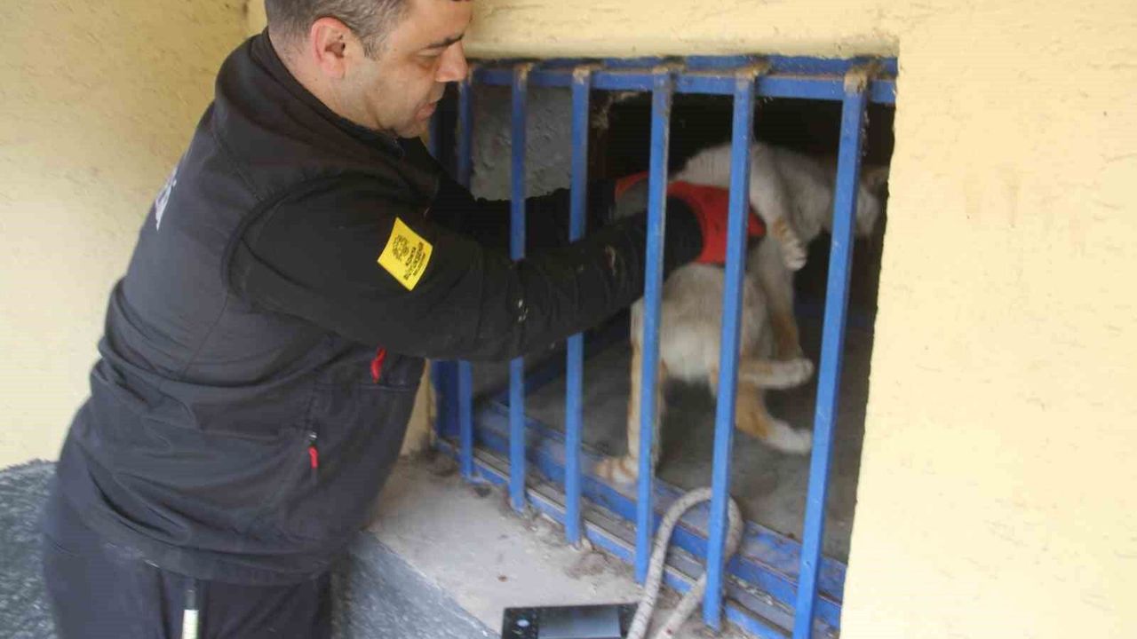 acliktan-bitkin-dusen-kedi-itfaiye-ekiplerince-kurtarildi