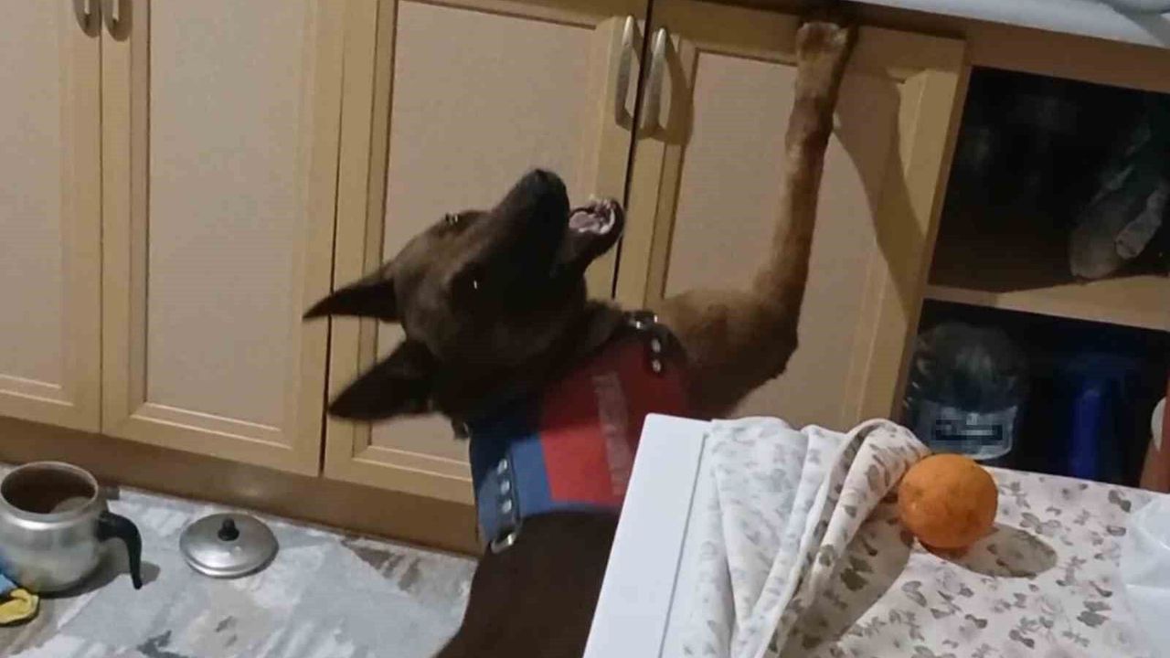 burnuyla-kokladi,-patisiyle-uyusturucularin-yerini-gosterdi