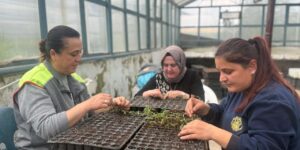 kirikkale’de-yuzbinlerce-ucretsiz-fide-vatandaslara-dagitilacak