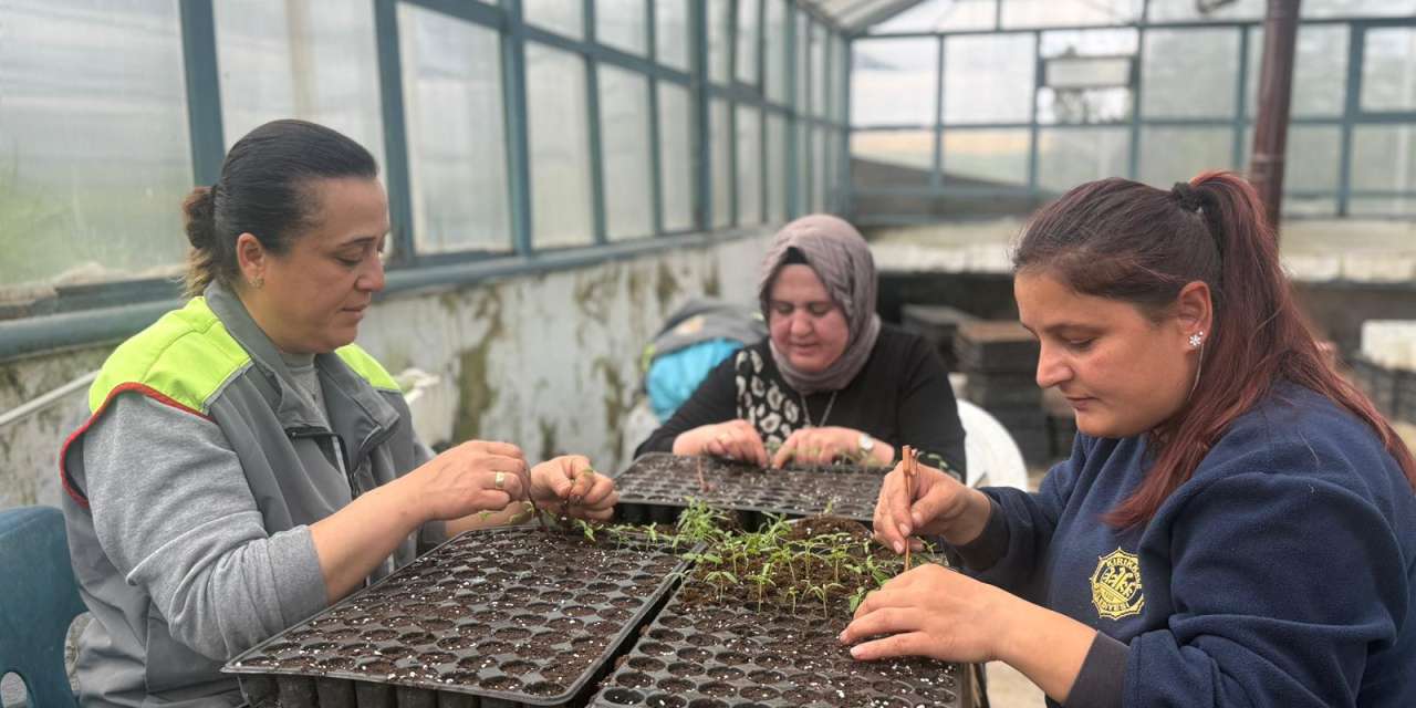 kirikkale’de-yuzbinlerce-ucretsiz-fide-vatandaslara-dagitilacak