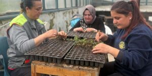 kirikkale’de-400-bin-fide-ucretsiz-dagitilacak