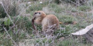 kirikkaleliler-ona-gelengi-diyor:-iste-bozkirin-gizli-bekcisi