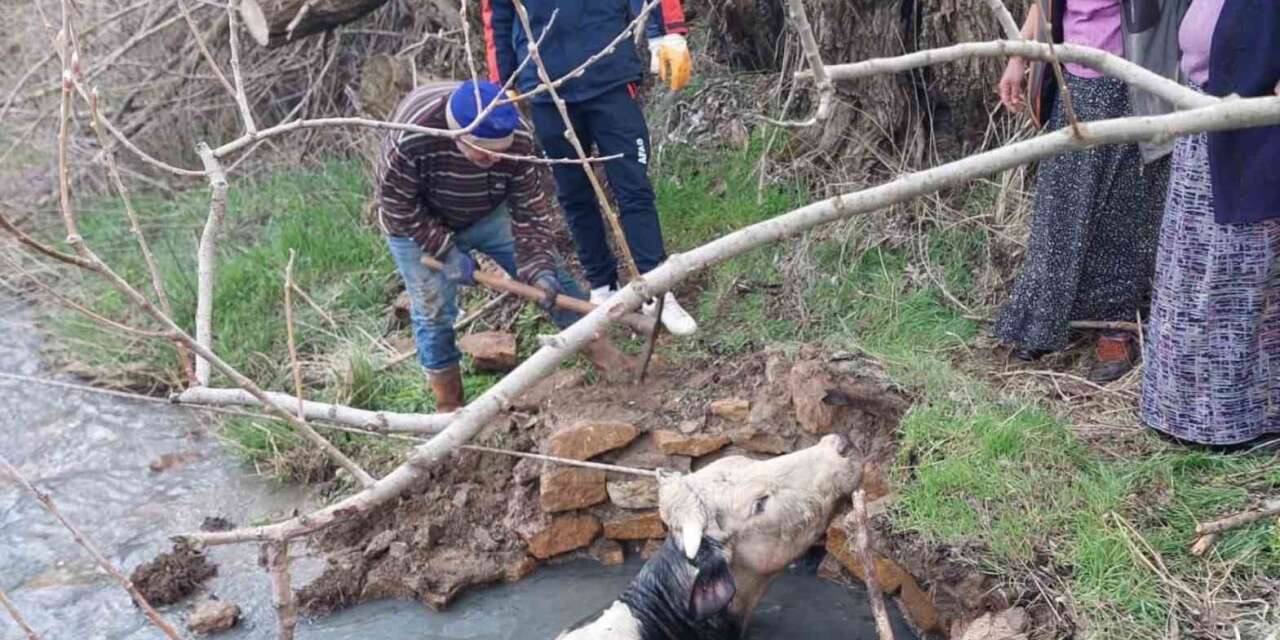 yozgat’ta-kuyuya-dusen-buyukbas,-afad-ekiplerince-kurtarildi