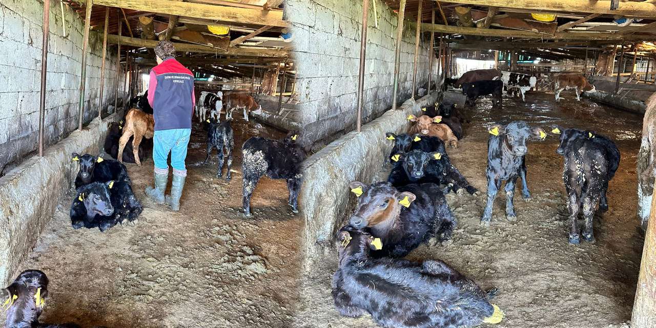 kirikkale’de-hayvancilik-destegi-meyvelerini-veriyor:-ahirlarda-buzagi-heyecani