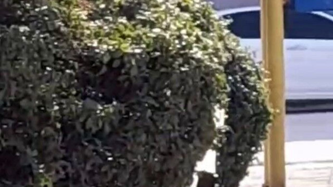 cocuk-parki-icinde-sigara-icen-cocuklar-kamerada