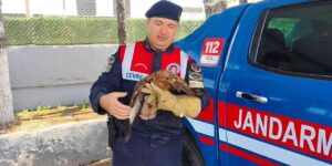 yozgat’ta-yarali-sahin-koruma-altina-alindi