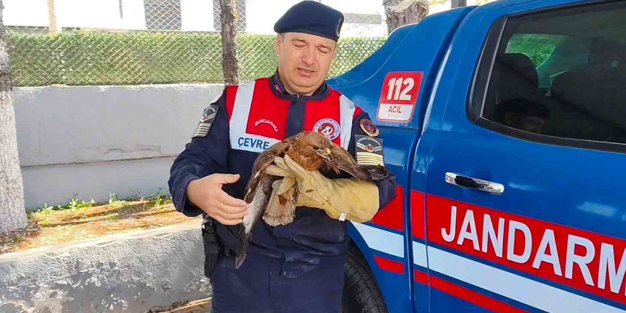 yozgat’ta-yarali-sahin-koruma-altina-alindi