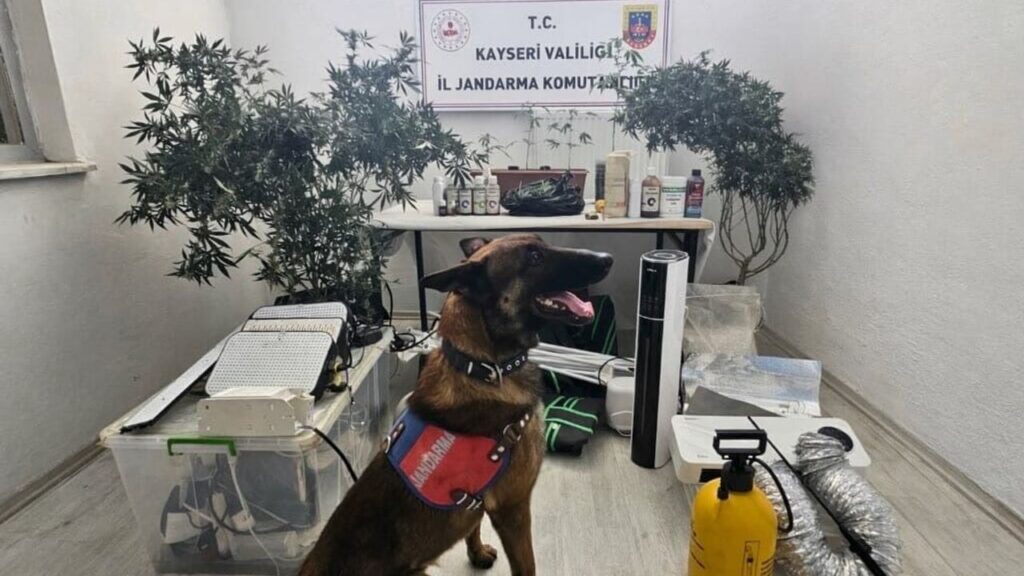 yasadisi-kenevir-eken-sahis-yakalandi