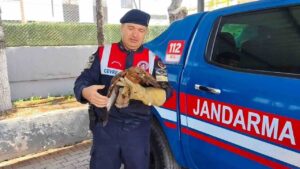 yozgat’ta-yarali-sahin-koruma-altina-alindi