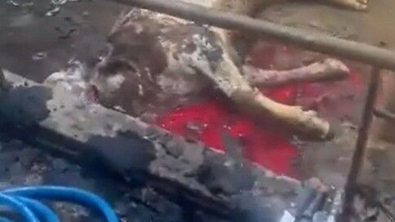 ahir-yandi,-12-buyukbas-hayvan-telef-oldu