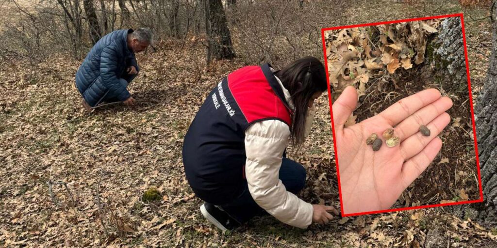 kirikkale’de-sune-alarmi:-ciftcinin-bas-dusmani