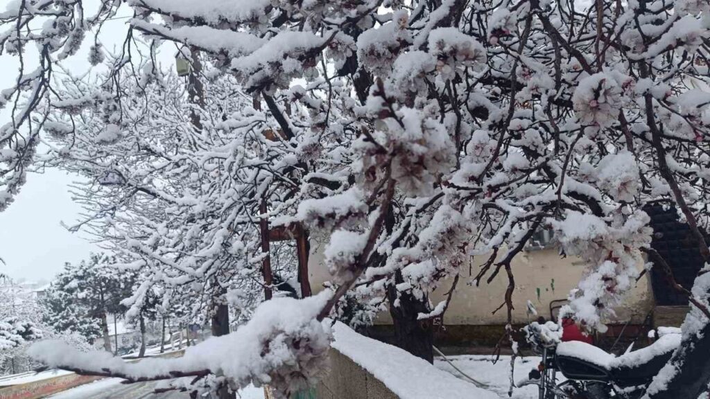 cicek-acan-agaclar-yagan-karla-beyaza-burundu