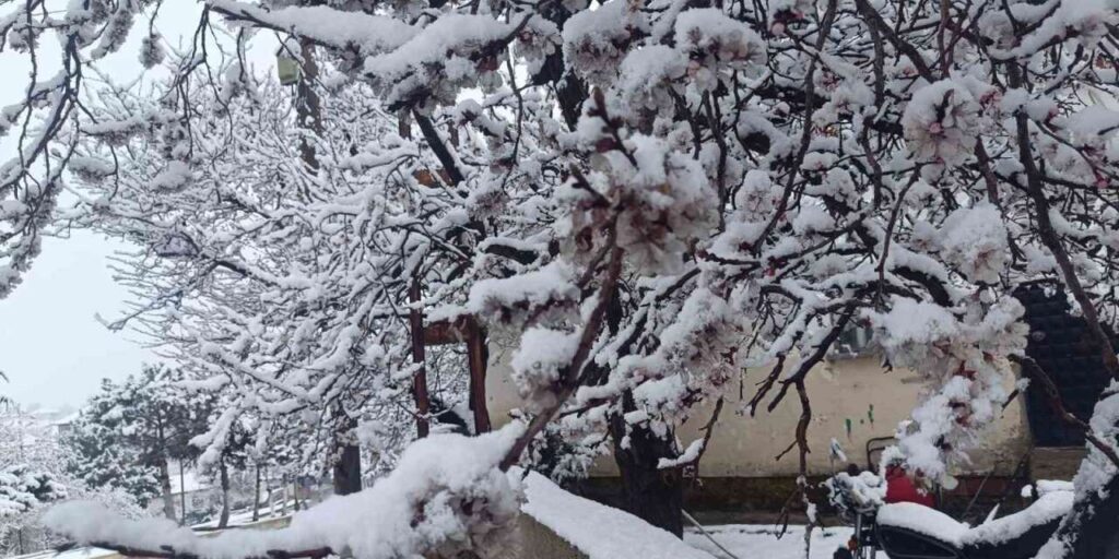 cicek-acan-agaclar-yagan-karla-beyaza-burundu