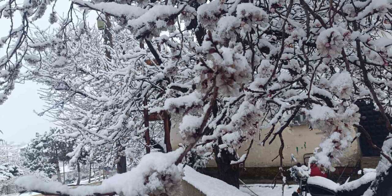 cicek-acan-agaclar-yagan-karla-beyaza-burundu