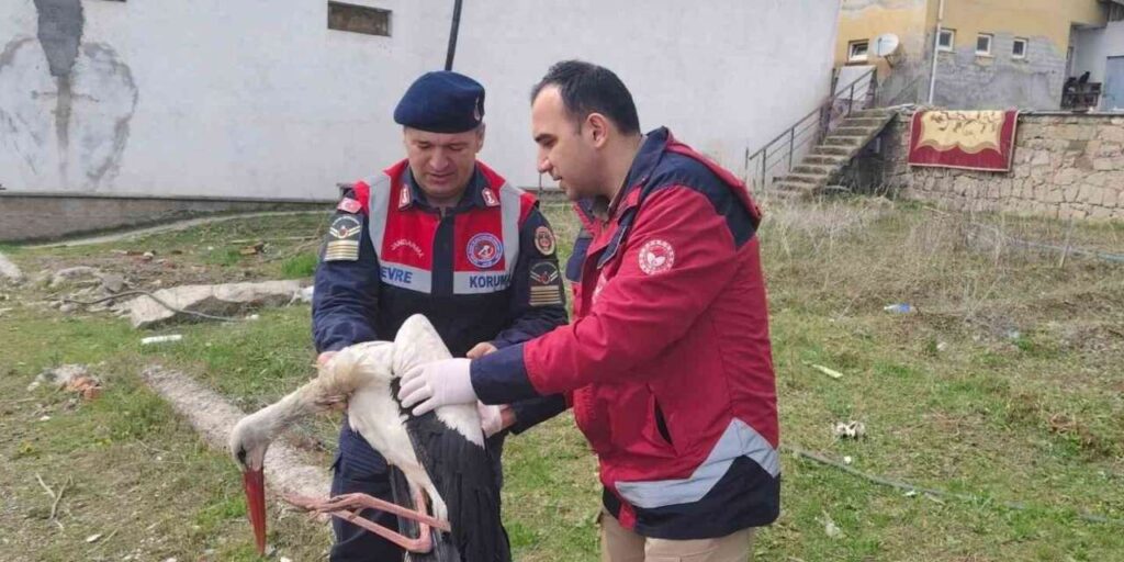 hasta-leylek-koruma-altina-alindi