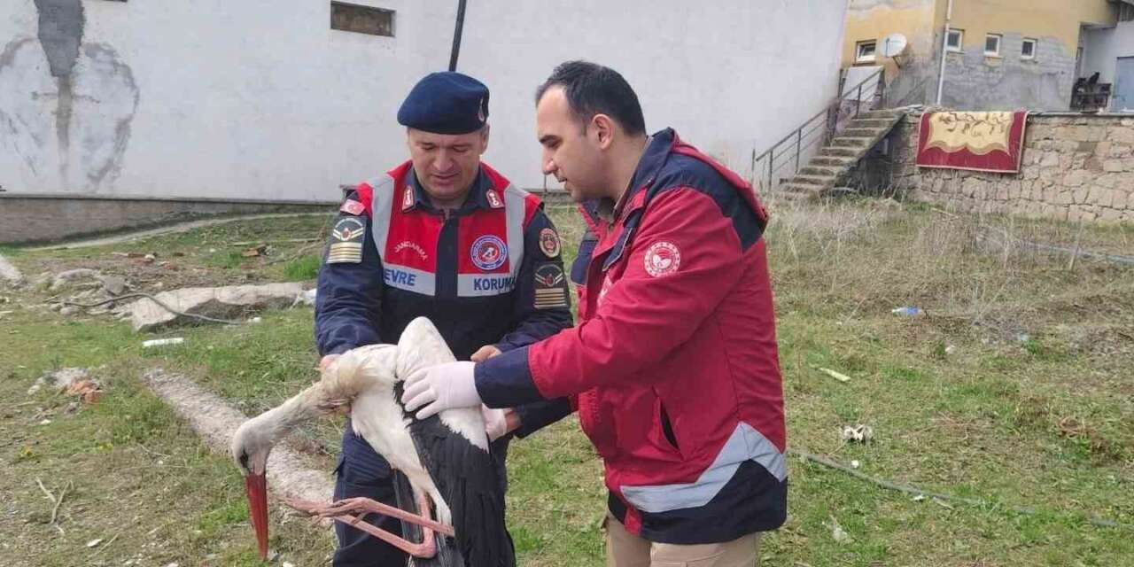 hasta-leylek-koruma-altina-alindi