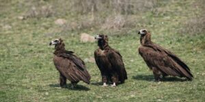 dev-kanatlar-kizilcahamam’da-goruntulendi