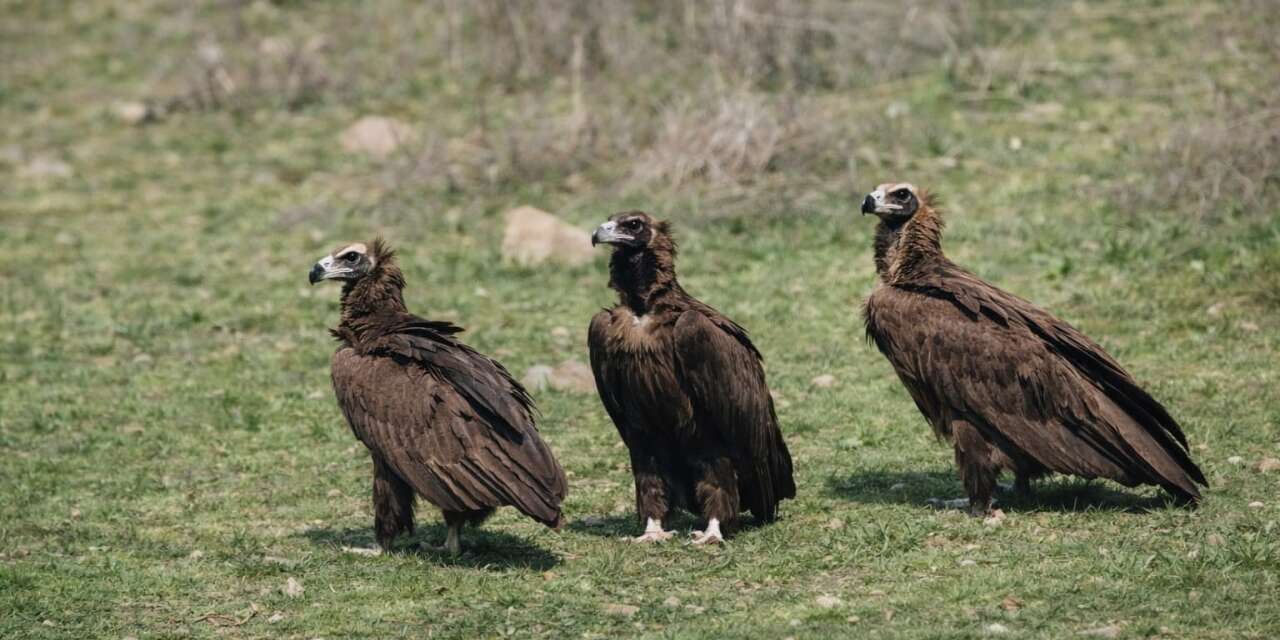 dev-kanatlar-kizilcahamam’da-goruntulendi