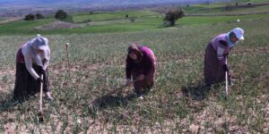 taskopru-sarimsagi-tarlalarindaki-zararli-otlari-tek-tek-topluyorlar