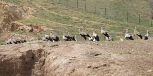 goc-yolculugunu-tamamlayan-leylekler,-martilarla-ayni-alanda-bulustu