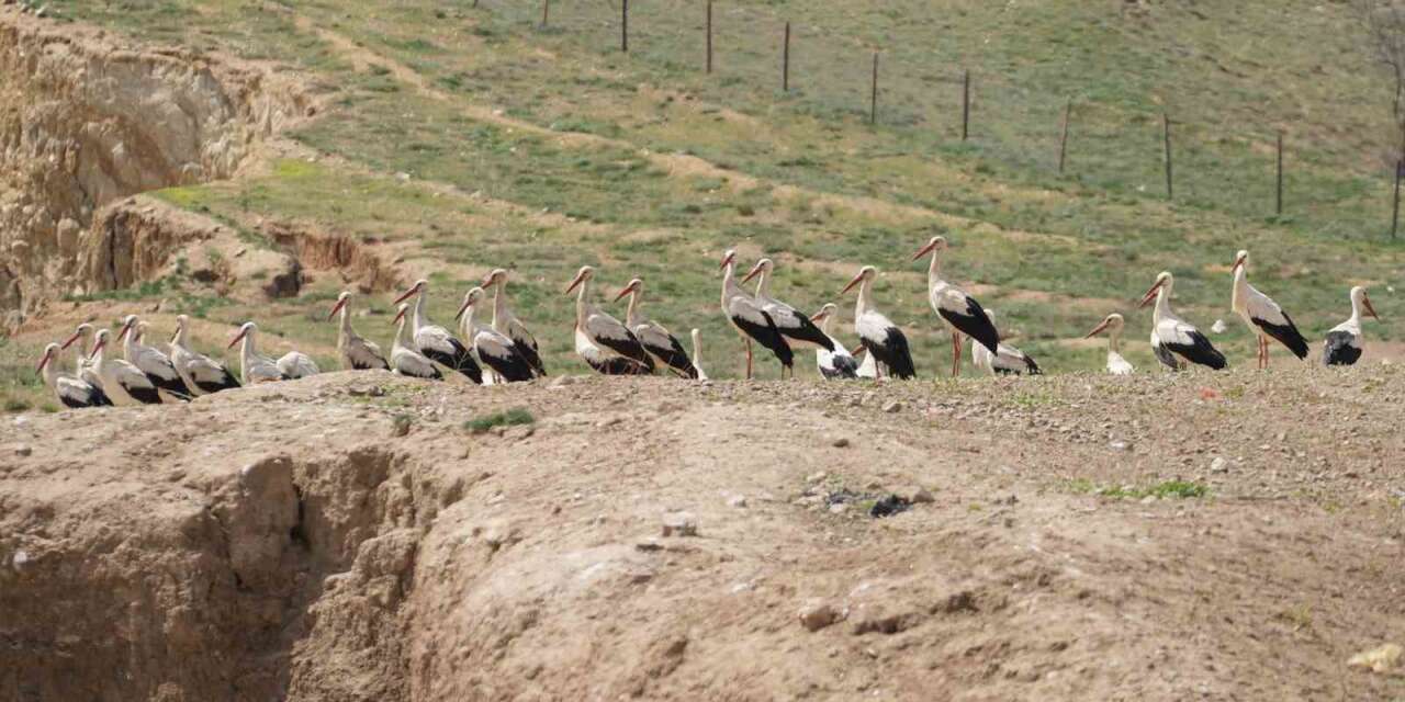 goc-yolculugunu-tamamlayan-leylekler,-martilarla-ayni-alanda-bulustu