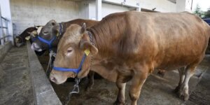 kurban-alacaklar-dikkat:-dolandirilmayin!