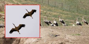 kirikkale-semalarinda-gorsel-solen:-bu-bulusmayi-daha-once-gormediniz