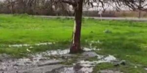 yildirim-carpmasi-sonucu-2-kuzen-hayatini-kaybetti